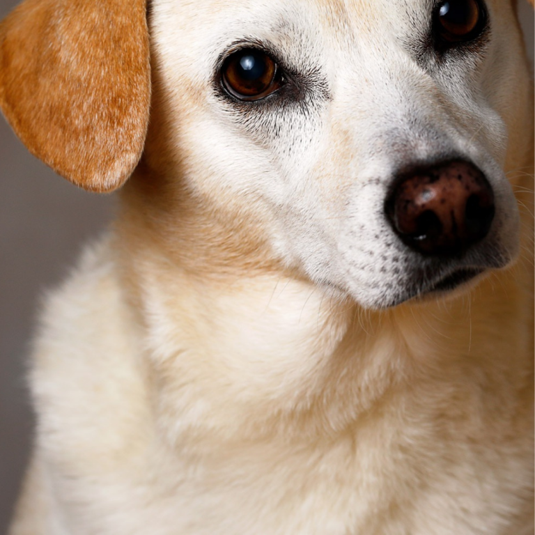 Hero Dog Saves Boy From Storm-Collapsed House In Satpurad