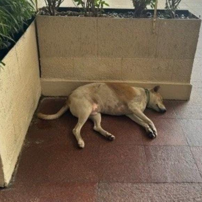 Stray Dog Naps At Taj Hotel